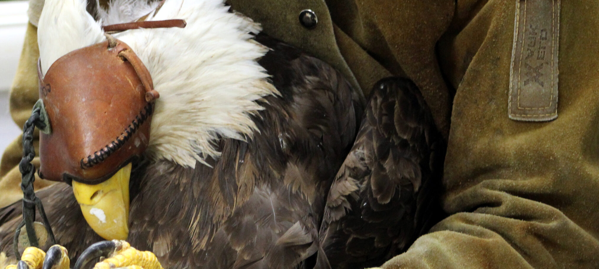 Alaska Raptor Center