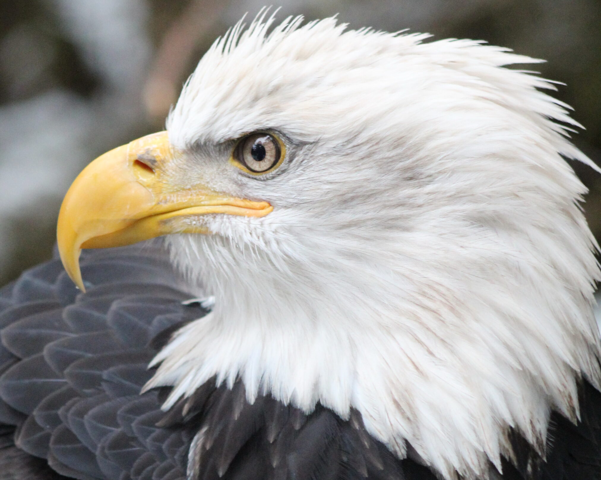 Alaska Raptor Center