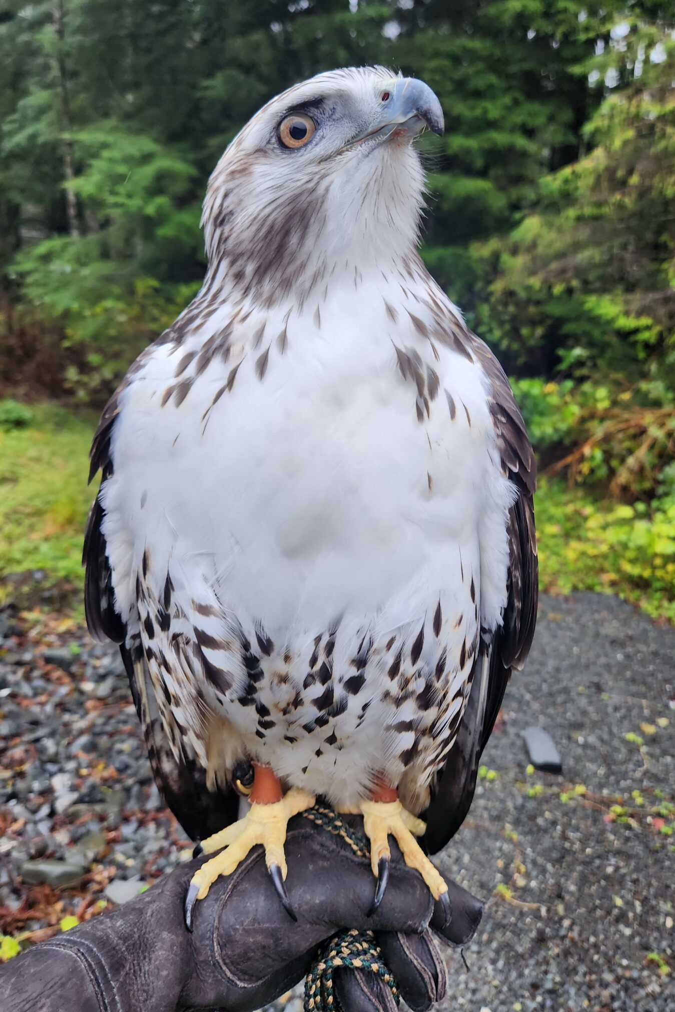 Alaska Raptor Center