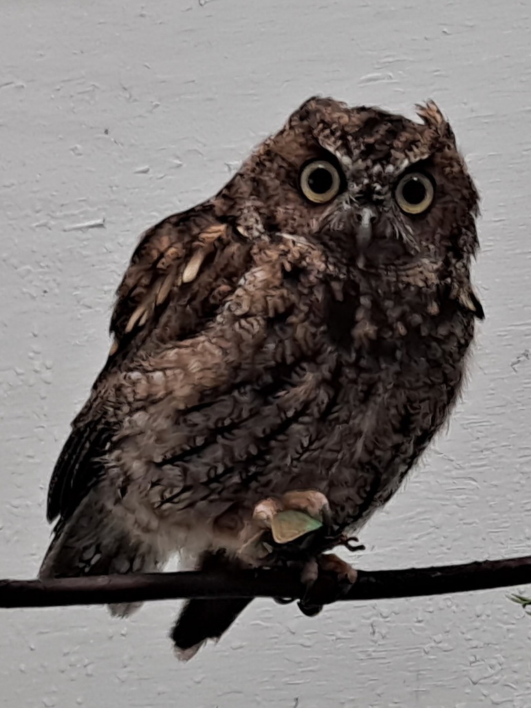 Alaska Raptor Center
