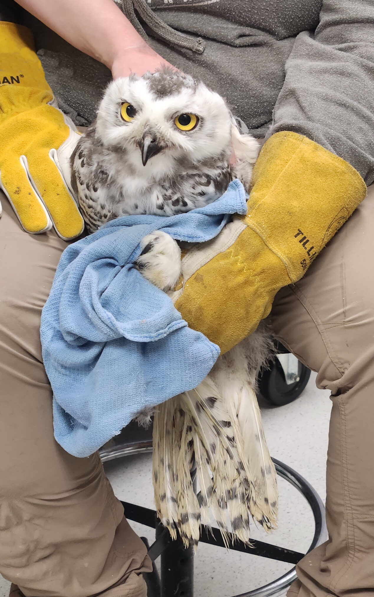 Alaska Raptor Center