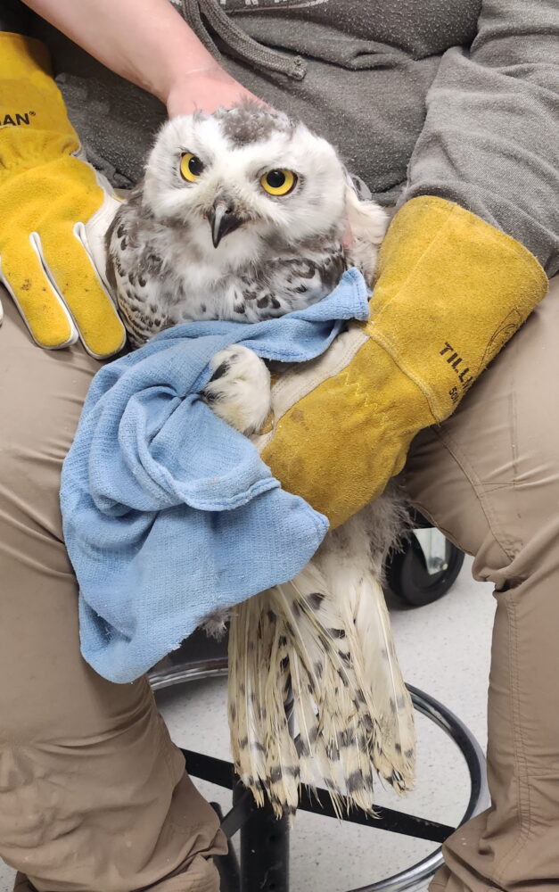 This young snowy owl was sent to us from Utqiagvik, AK. It was with us for a week before we sent it on for further rehabilitation to Montana where it is doing well!