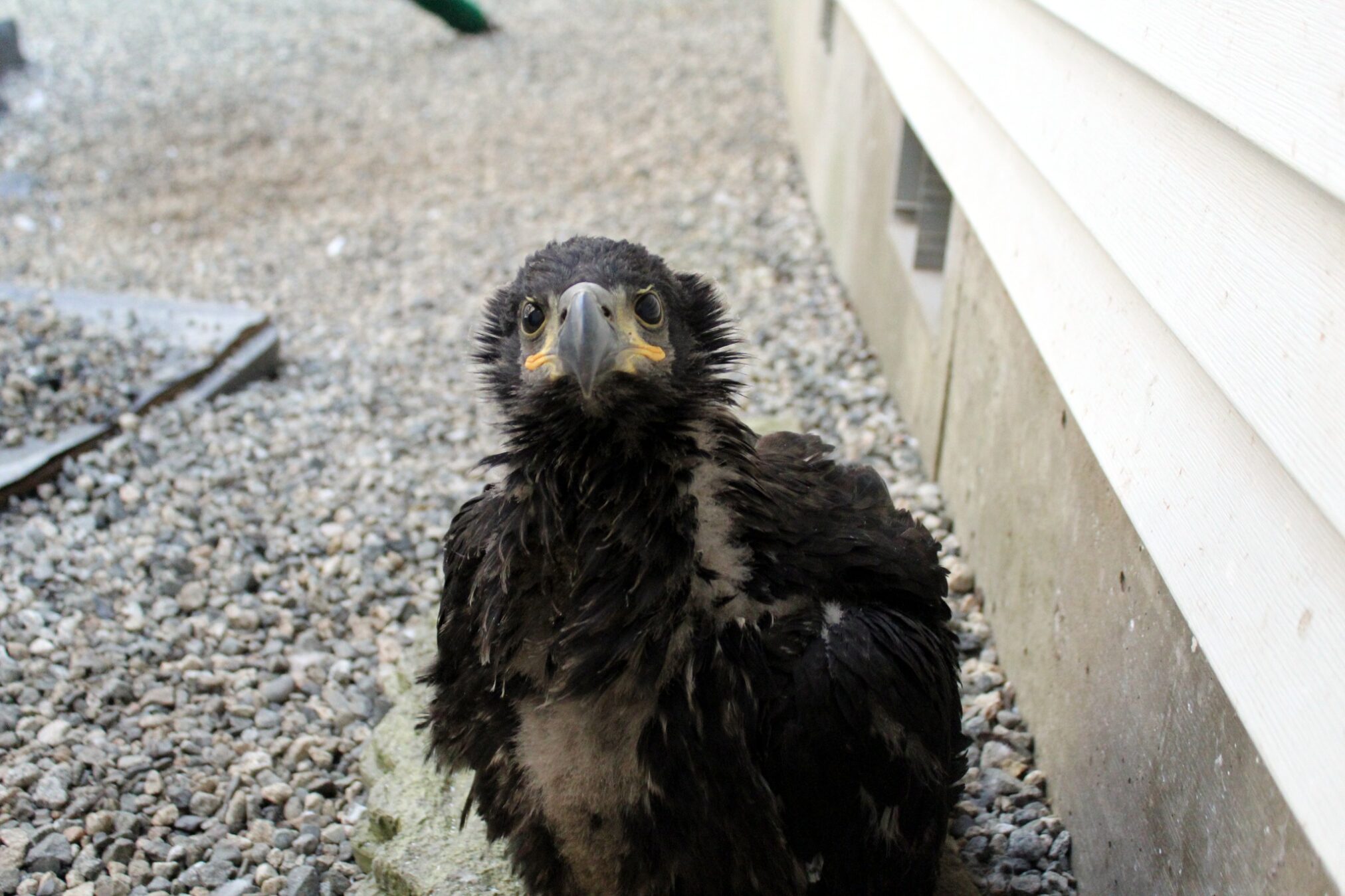 Alaska Raptor Center