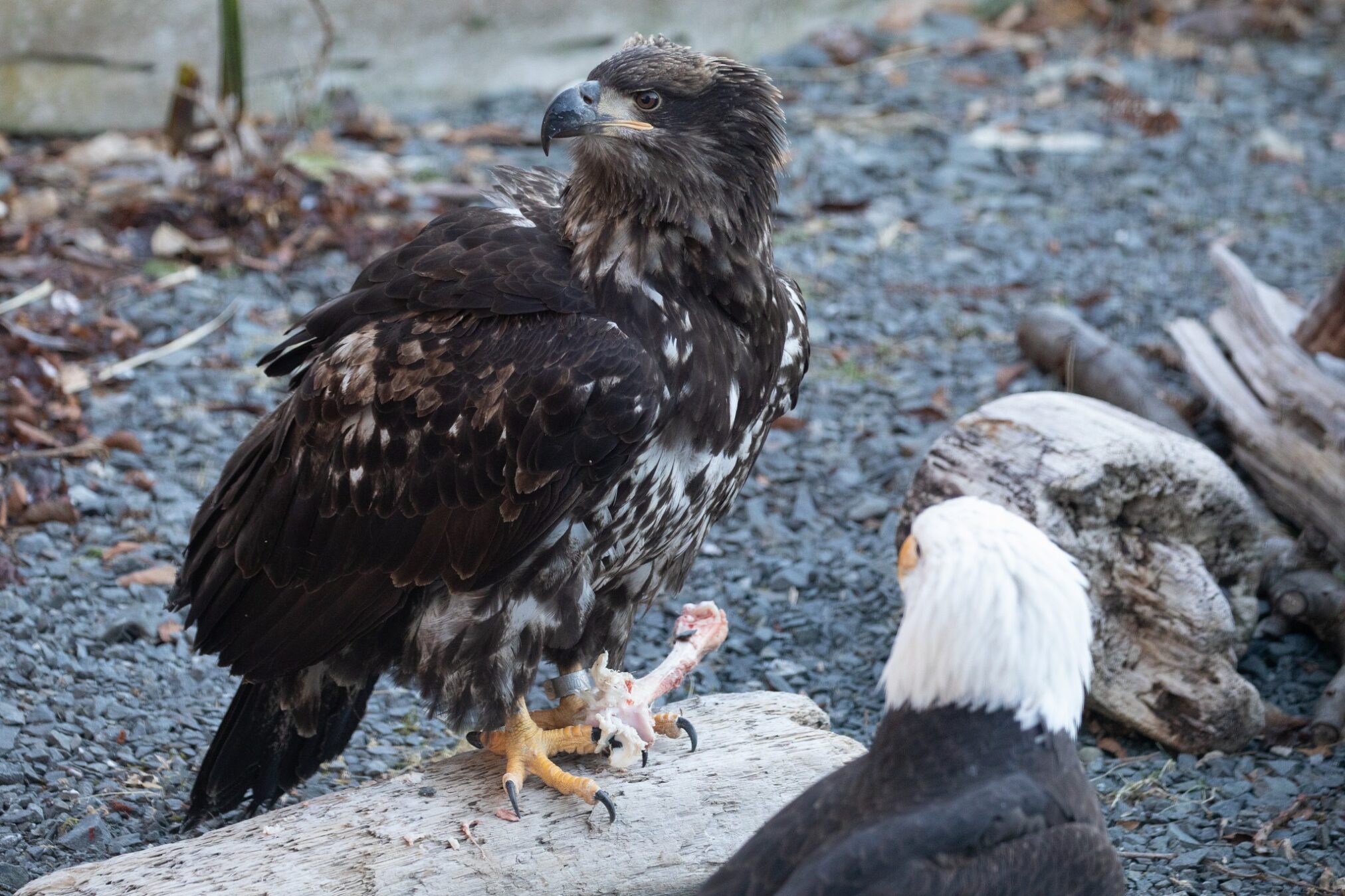 Alaska Raptor Center