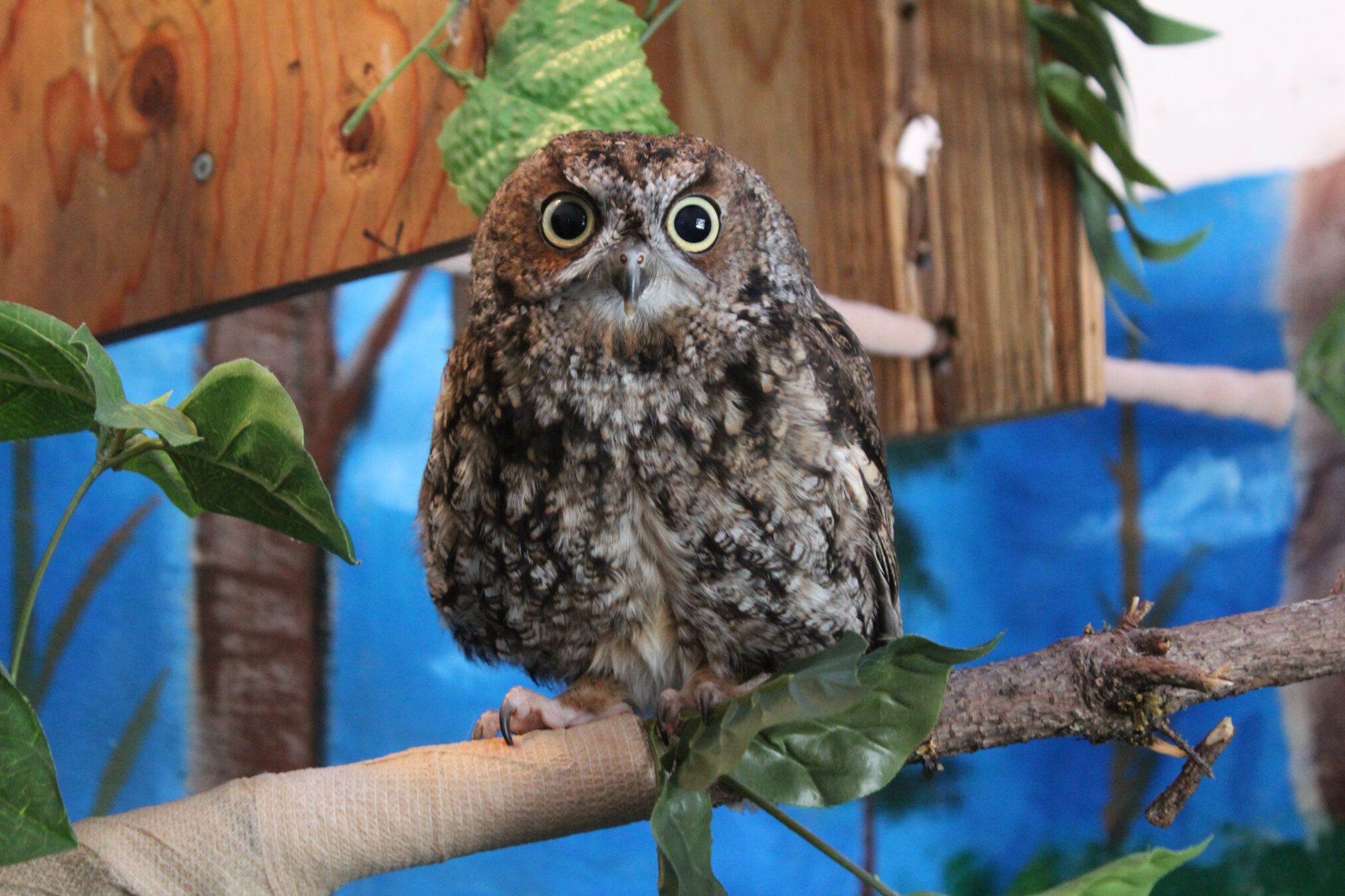 Alaska Raptor Center