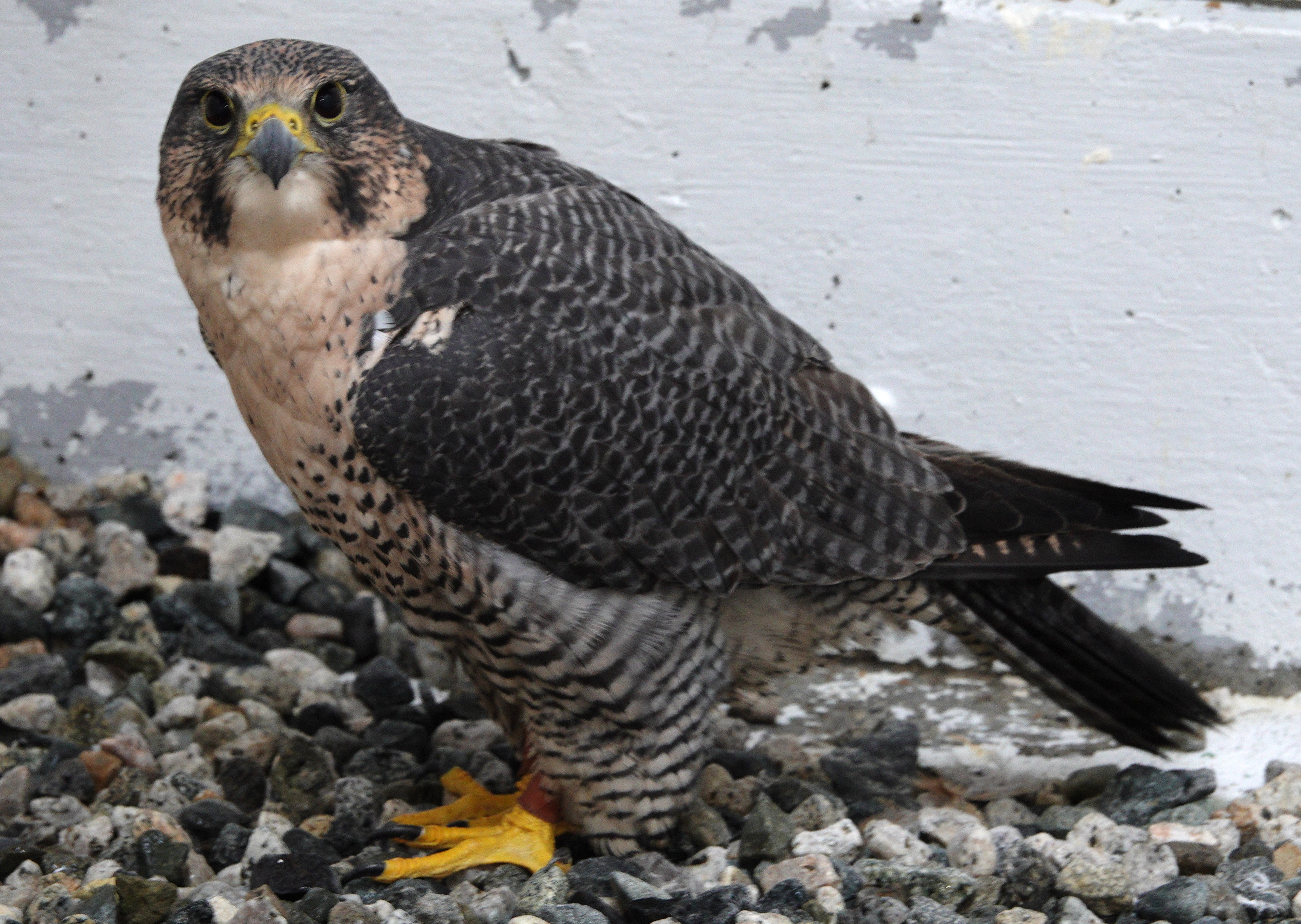 Alaska Raptor Center