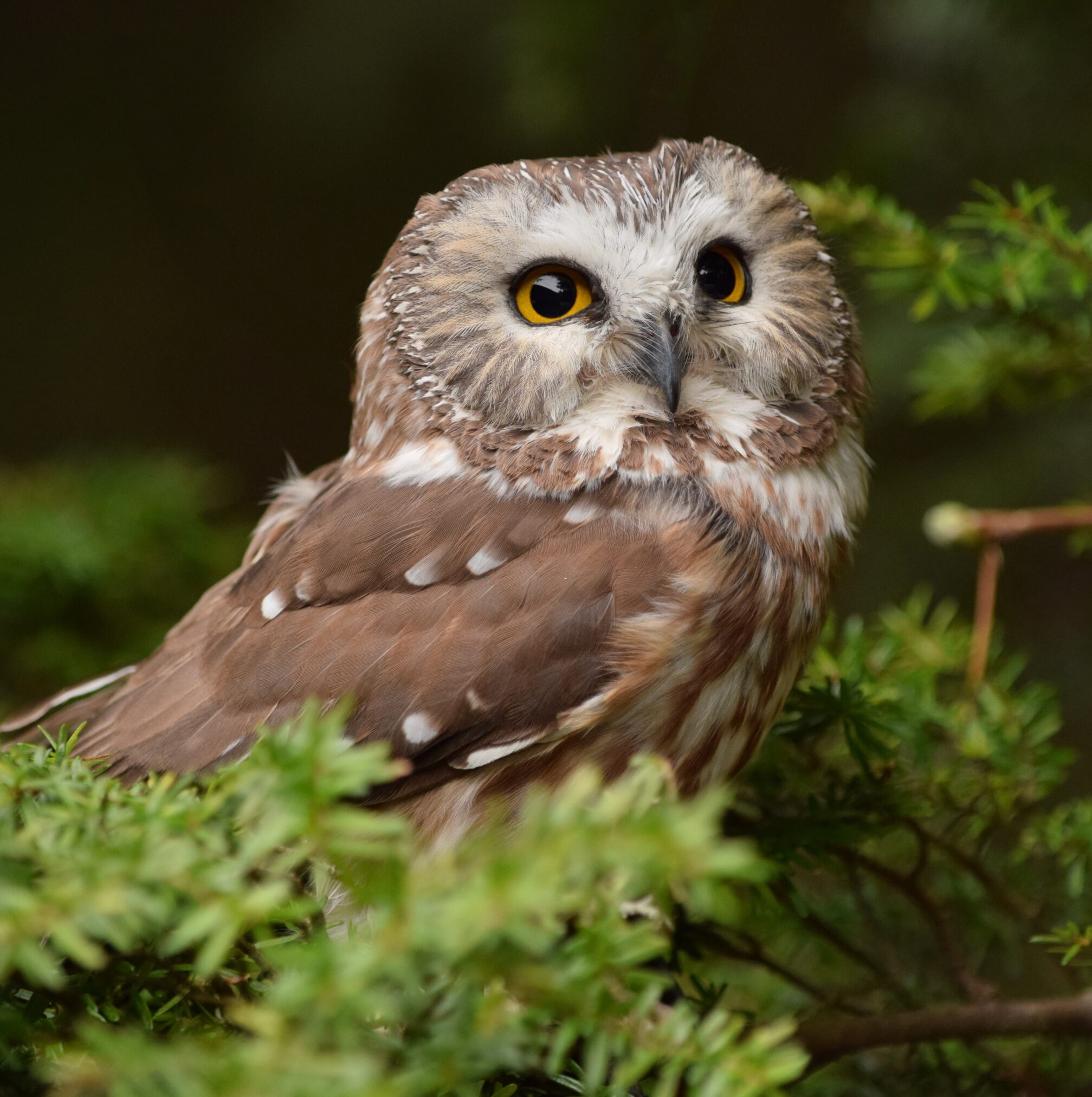 Alaska Raptor Center