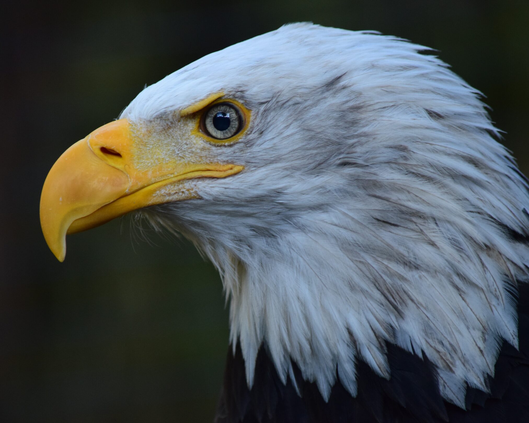 Alaska Raptor Center