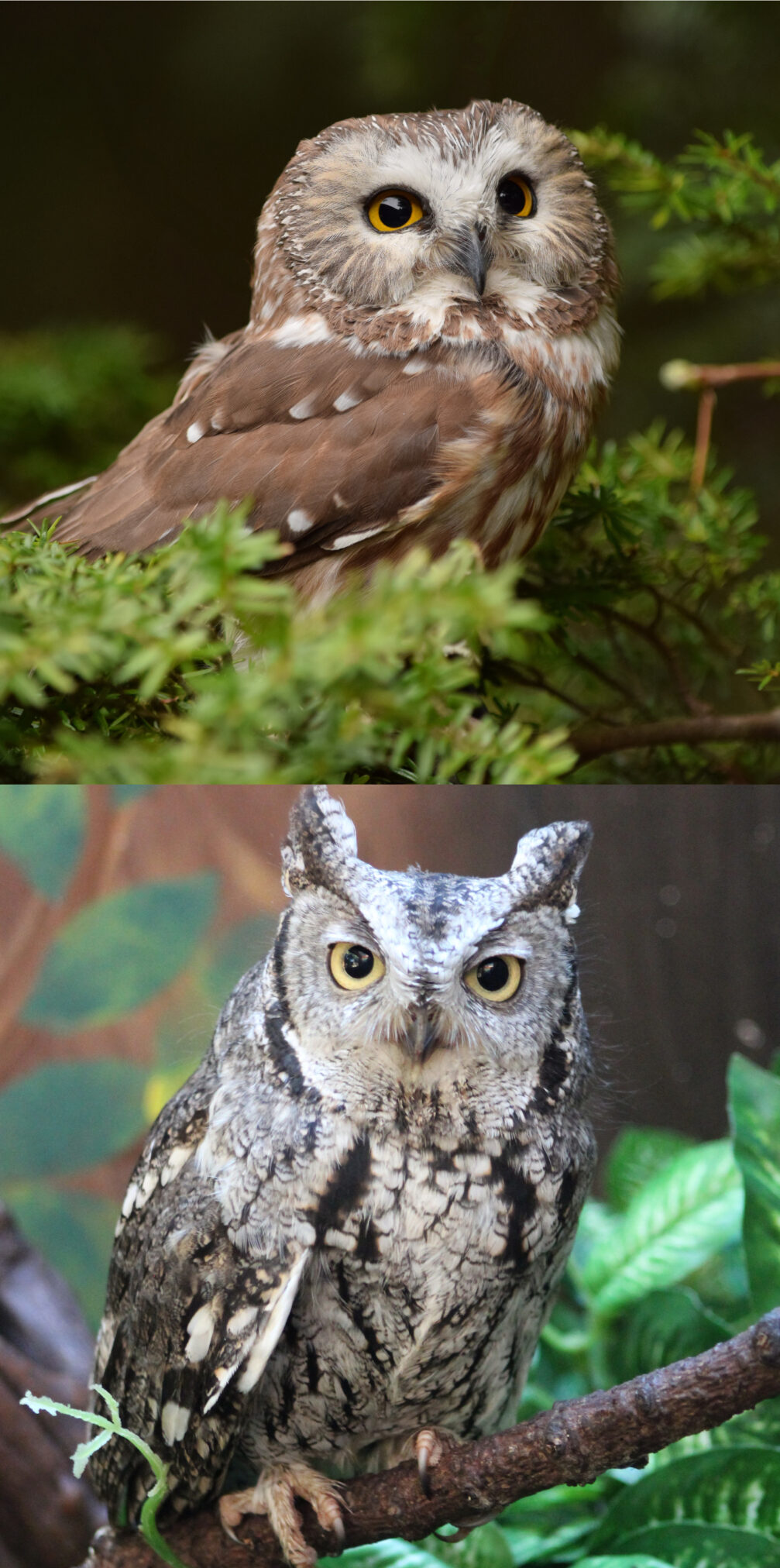 Alaska Raptor Center
