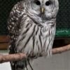 Varia (Barred Owl)