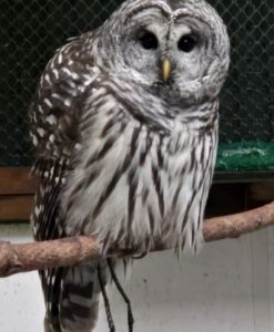 Varia (Barred Owl)