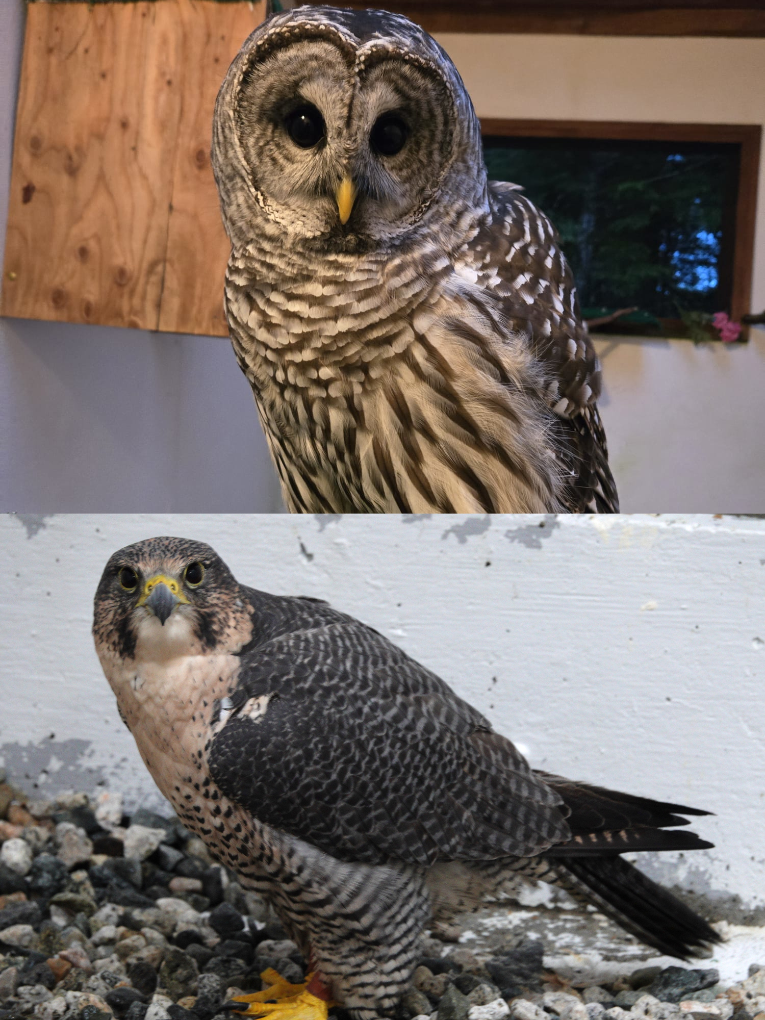 Alaska Raptor Center