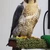 Sable (Gyrfalcon/  Peregrine Falcon Hyrbid)