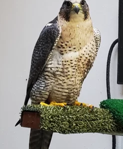 Sable (Gyrfalcon/  Peregrine Falcon Hyrbid)